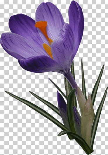 Tarjetas gráficas y adaptadores de video crocus menekseler acarken, crocus, púrpura, Violeta, programa de computadora png
