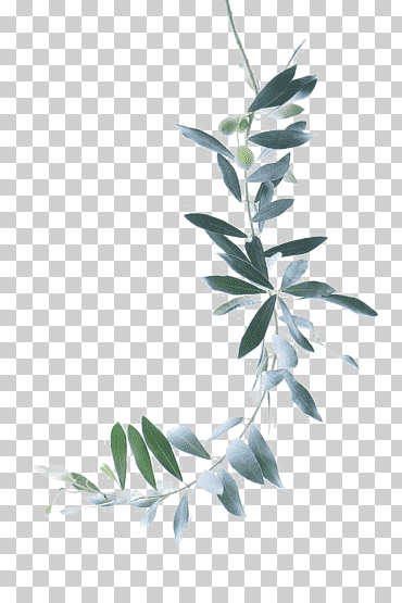 pintura de acuarela rama de olivo, hojas verdes, planta de vid verde, hojas de acuarela, tinta, hoja png