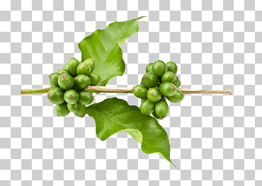 Extracto de café verde café arábica café en grano, frijoles negros, alimentos naturales, comida, pérdida de peso png
