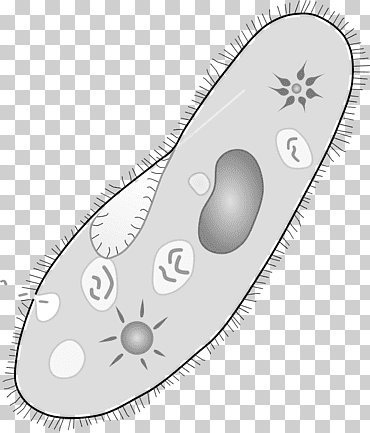paramecium caudatum protozoa organismo unicelular ameba vacuole, gada, paramecium caudatum, protozoos, organismo unicelular png