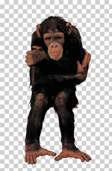 mono primate fotografía, mono, mamífero, animales, fotografía png