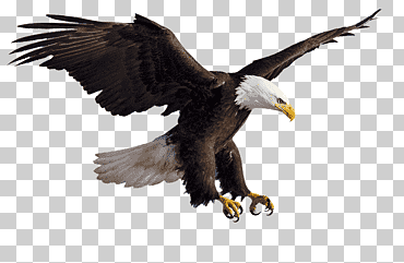 águilas voladoras, águila, volar, animal png