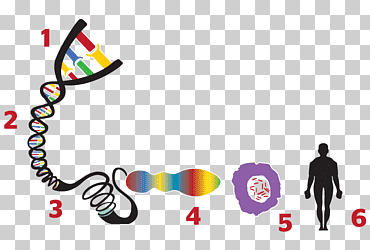 codificar gen genoma célula herencia, diverso, texto, logo png