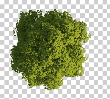 Ilustración de planta verde, plano de planta de aufsicht de árbol, aspecto, vegetales de hoja, paisaje, hierba png