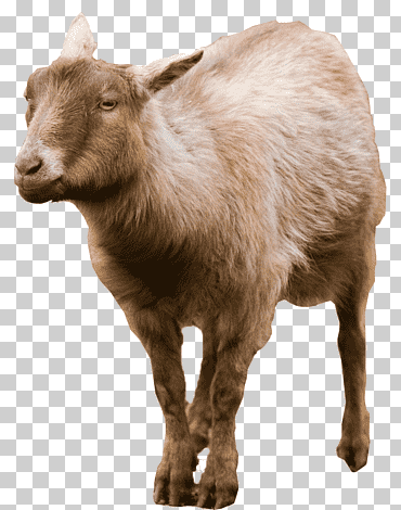 cabra ganado mamífero, cabra, mamífero, animales, familia de cabras de vaca png