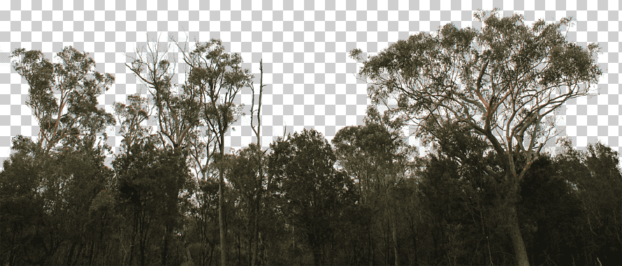 Evergreen Treeline With Transparent Background - Forest Tree Line Png, Png  Download