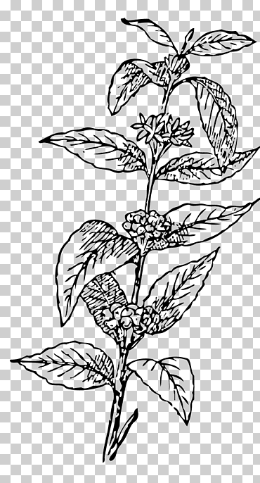 café arábica café café grano, café, hoja, rama, monocromo png