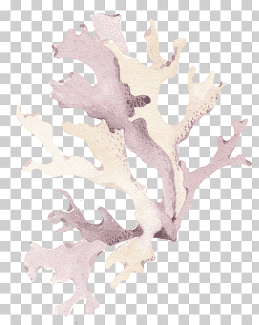 Piedra de coral blanco, concha de coral, coral púrpura., pintura de acuarela, pintado, mano png