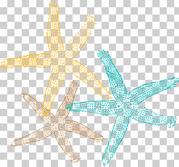 estrella de mar arena dólar de escritorio, estrella de mar, animales, invertebrados marinos, dibujo png