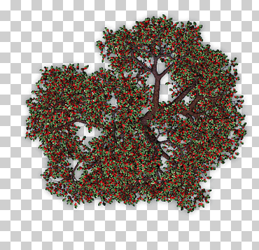 árbol frutal huerto de manzanas, árbol, Decoración navideña, Fruta, mapa png
