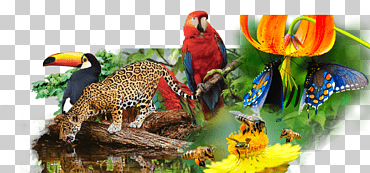 biodiversidad delictivo derecho penal organismo genéticamente modificado ambiente natural, rollo, fauna, fauna silvestre, estatuto png