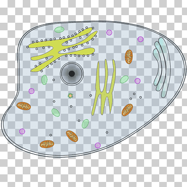célula vegetal cèl·lula animal, célula eucariota, púrpura, biología, célula png
