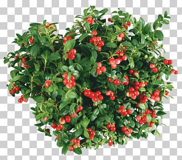 Rosa cadera familia rosa sin compresión, flor, Fruta, Fondo de escritorio png