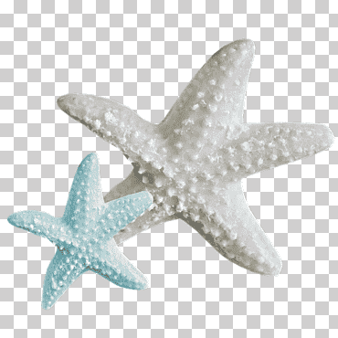 un escritorio de playa estrella de mar, playa, playa, Fondo de escritorio, Internet png