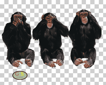 Tres sabios monos estados unidos verdad mentira idea, diversos, mamífero, Estados Unidos, religión png