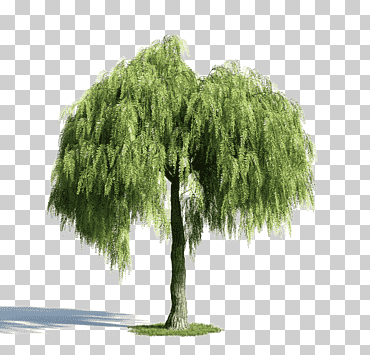 material de arbol verde, Gráficos 3d por computadora, hierba, sauce png