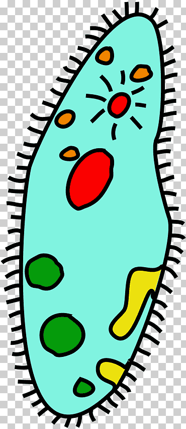 organismo unicelular microorganismo, organismo, diverso, biología, célula png