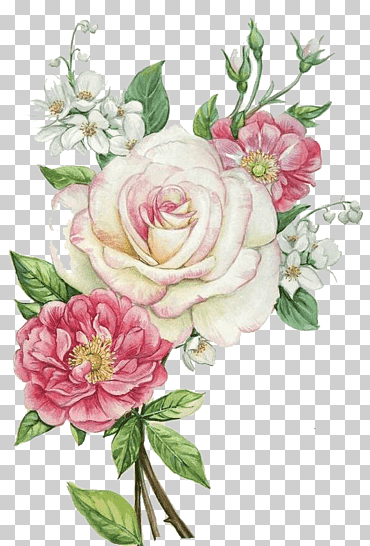 Centifolia roses Garden roses Floral design Pink Cut flowers, Hand ...