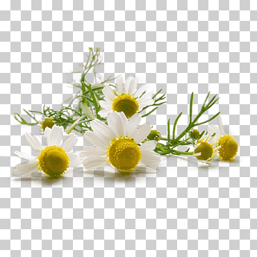 Flor de cono blanco, manzanilla alemana piel de manzanilla romana herbalism, manzanilla, petróleo, manzanilla, flor png