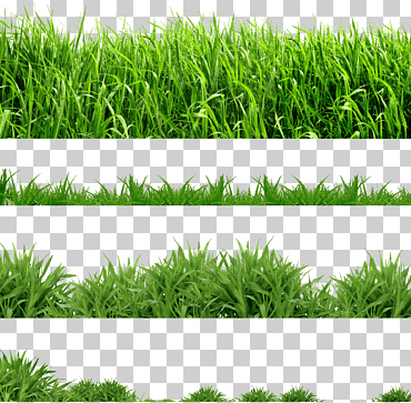 iconos de computadora césped, hierba, formatos de archivo de imagen, hierba, césped artificial png