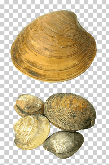 grupo de conchas marinas, concha de berberecho, conchas marinas, playa, verano, alimentos de origen animal png