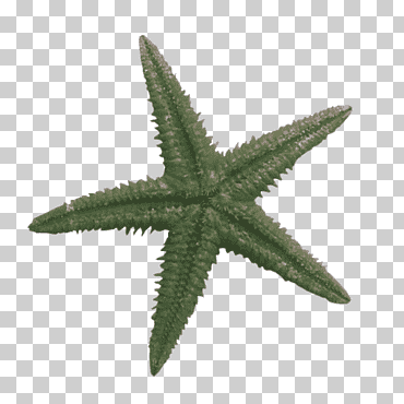 estrella de mar azul estrella de mar ocre estrella de mar, estrella de mar, azul, animales, color png