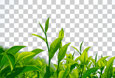 té verde crisantemo hoja de té camellia sinensis, té verde, hoja, té, fondo de pantalla de la computadora png