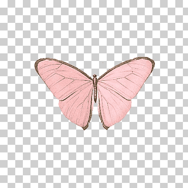 Ilustración de mariposa rosa, mariposa papillon perro insecto nymphalidae rosa, mariposa rosa, azul, mariposa patas de pincel, insectos png