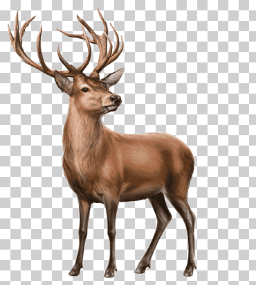 alce reno animal, ciervo, cuerno, mamífero, animales png
