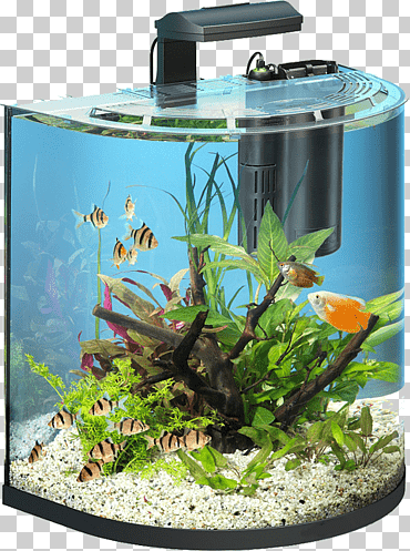 Goldfish Aquarium Tetra filtro de mantenimiento de peces, que cambia automáticamente el tanque de agua, vaso, cultura, mascota png