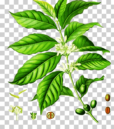 planta verde, café arábica café robusta kxf6hlers plantas medicinales coffea liberica, cafeto pintado a mano, pintura de acuarela, pintado, hoja png