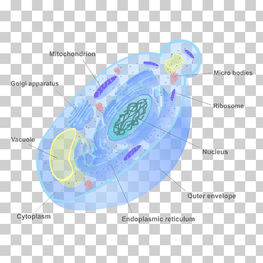 hongo pared celular levadura biología, celular, diverso, célula, microorganismo png