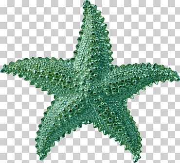 Compresión sin estrellas de mar, estrella de mar, animales, hoja, datos png