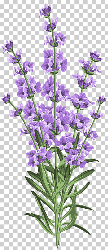 flor de lavanda invitación de boda, lavanda, púrpura, Violeta, tallo de la planta png