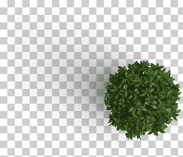 planta m b jarvie ltd. Árbol de información, vista superior del árbol, planta topiaria verde redonda, presentación, hierba, Internet png