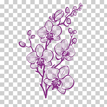 Ilustración de orquídeas polilla púrpura, orquídea púrpura pintada a mano, pintura de acuarela, púrpura, arreglos florales png