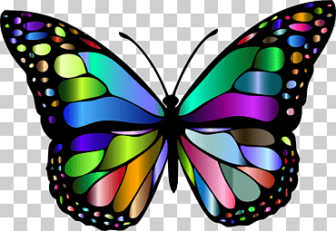 mariposa monarca color mariposa, mariposa patas de pincel, insectos, simetría png
