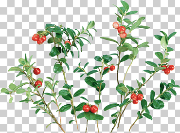 arándano arándano rojo, planta, comida, hoja, rama png