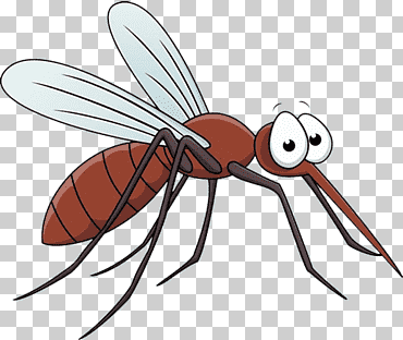 Solomon en Islam Mawlu0101nu0101 matrimonio Alá, mosquito, insectos, humano, vuelo png