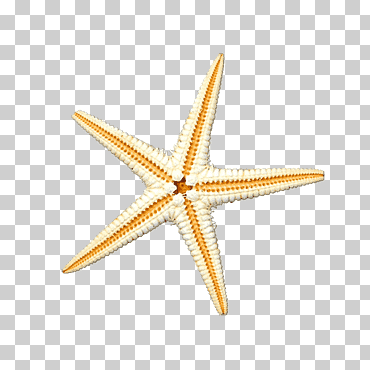 estrella de mar ilustración mar, estrella de mar s, playa, animales, color png