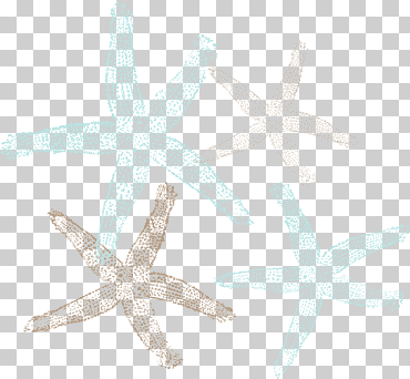 invertebrados marinos estrella de mar equinodermo animal, estrella de mar, animales, pez, invertebrado png