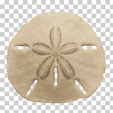 Sol blanco dólar, echinarachnius parma erizo de mar la concha dólar de arena, conchas creativas, playa, arte creativo, anuncios creativos png