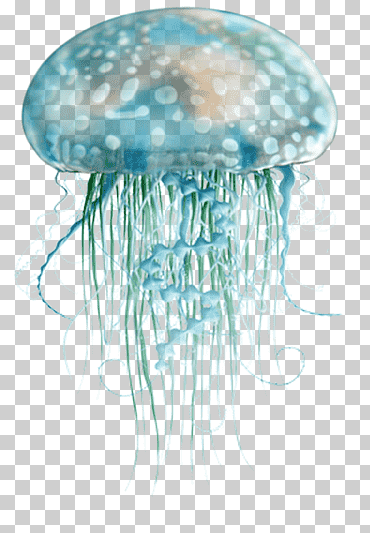 medusas azules mar, mar, azul, Medusa, color png