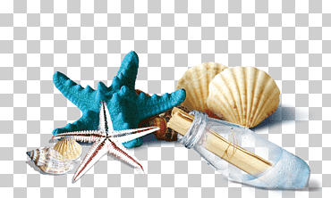 Estrellas de mar azules y blancas, botella de concha, conchas y botellas de estrellas de mar., playa, animales, botella de plástico png
