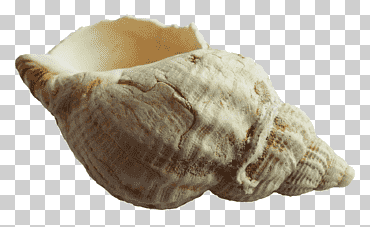 concha de color beige, concha de moluscos, concha de mar, playa, caracoles y babosas, moluscos png